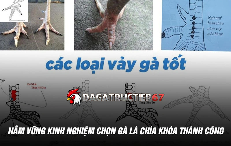 Nắm vững kinh nghiệm chọn gà là chìa khóa thành công