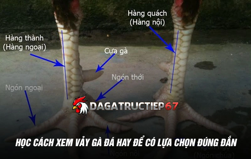 Học cách xem vảy gà đá hay để có lựa chọn đúng đắn