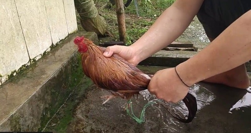 Khi gà đá bị sốc nhiệt, sư kê hãy mang chiến binh của mình đi tắm để gà cảm thấy mát mẻ hơn