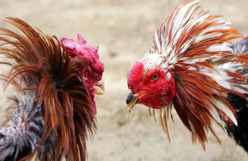 Quần sương - dãi nắng là một trong những cách nuôi gà nhanh đá hiệu quả