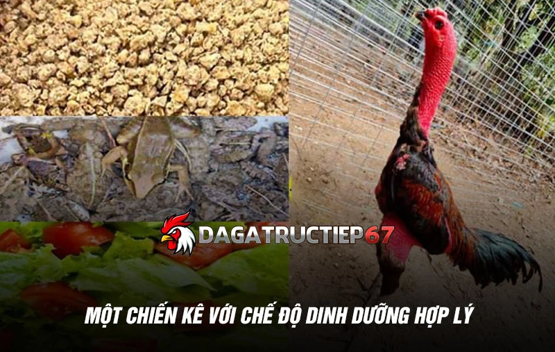 Một chiến kê với chế độ dinh dưỡng hợp lý