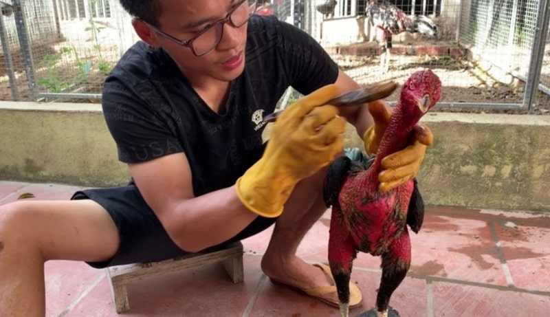 Anh em cần chuẩn bị hỗn hợp om bóp gà trước 1 tháng để đạt hiệu quả tốt nhất